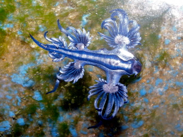 Blue Dragon, Glaucus Atlanticus, Blue Sea Slug