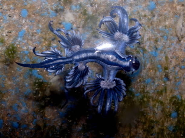 istock Blue Dragon, Glaucus Atlanticus, Blue Sea Slug 986495828