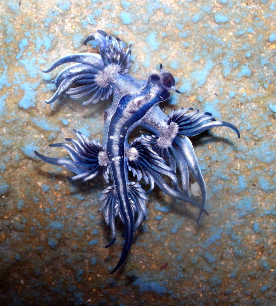 istock Blue Dragon, Glaucus Atlanticus, Blue Sea Slug 986495946