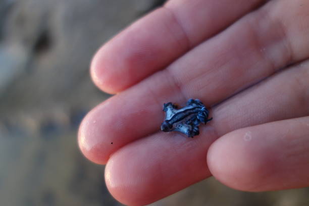 Blue Dragon, Glaucus Atlanticus, Blue Sea Slug