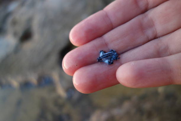istock Blue Dragon, Glaucus Atlanticus, Blue Sea Slug 986495960