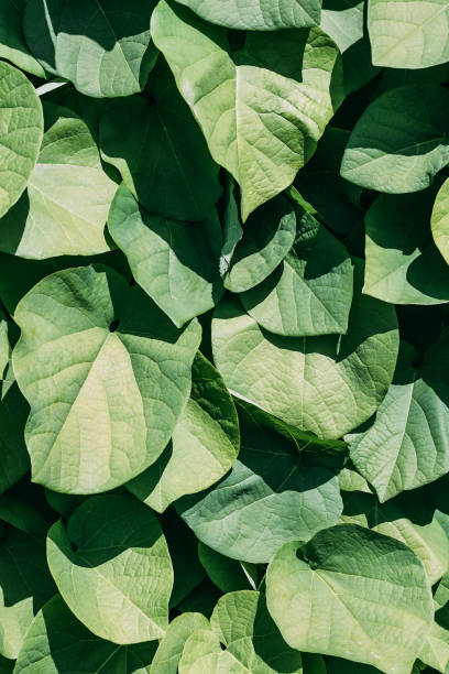 istock close up texture of green leaves with sunlight 986496646