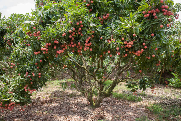 istock Lychee fruit in the garden at harvest season 986501072