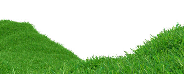 istock Green grass growing on hills with white background top view. 3d rendering 986501588
