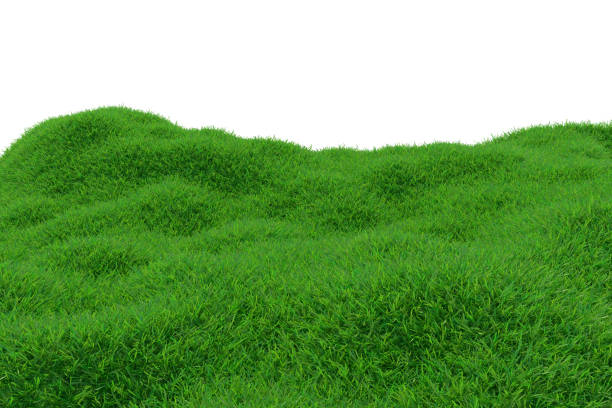 istock Green grass growing on hills with white background top view. 3d rendering 986501648