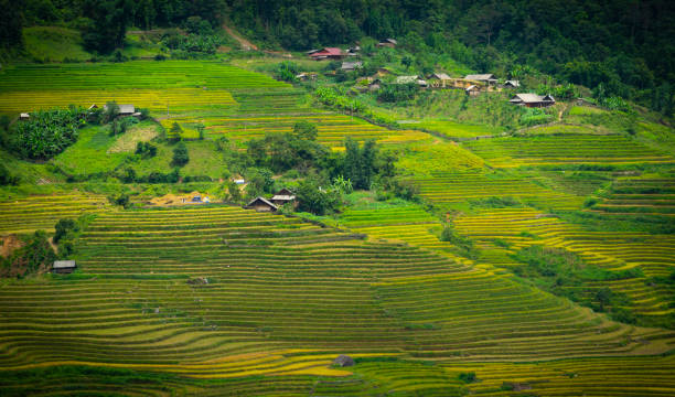 istock Rice terrace field on harvest season 986504484
