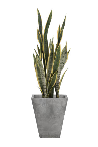 istock Sansevieria trifasciata or Snake plant in pot isolated on white background 986505254