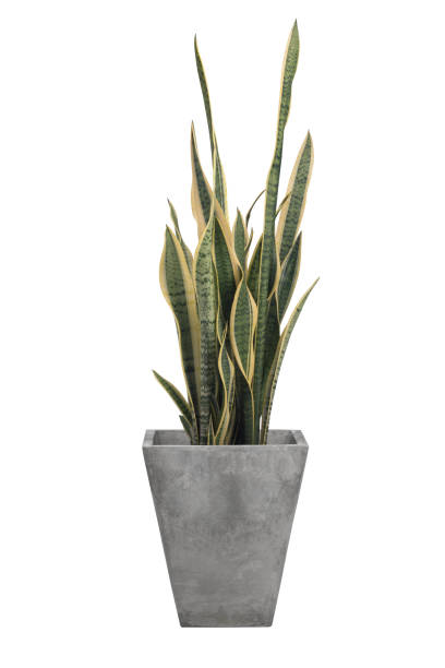 istock Sansevieria trifasciata or Snake plant in pot isolated on white background 986505256