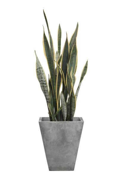 istock Sansevieria trifasciata or Snake plant in pot isolated on white background 986505332