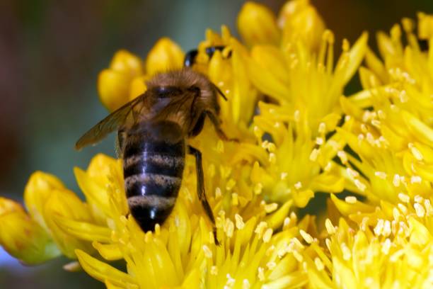 istock Bee Anthophila sits to rest on a yellow flower. 986508390