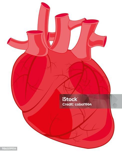 Organe Interne Du Coeur Personne Vecteurs libres de droits et plus d'images vectorielles de Anatomie - Anatomie, Aorte, Artère