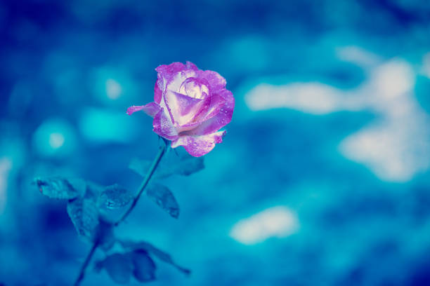 Vintage flower background. Double Delight rose against blue background