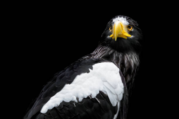istock Steller's sea eagle on black background - Haliaeetus pelagicus 986536700