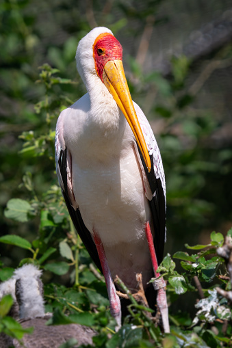 White stork (mycteria cinerea) in Bird's nest.