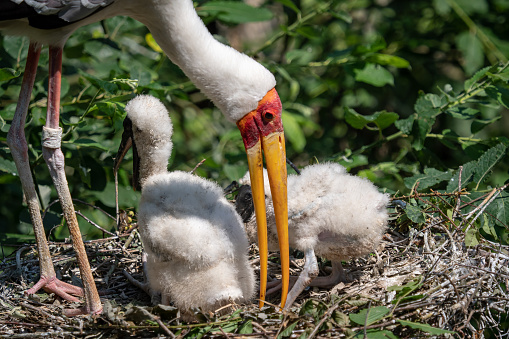 White stork (mycteria cinerea) feeding chicks. Bird's nest. Family mycteria cinerea in the nest.