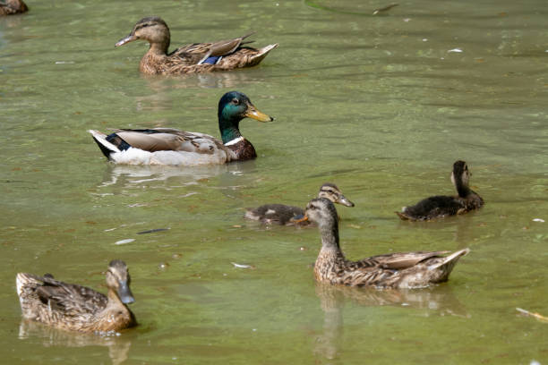istock Male and female ducks on pond 986537258