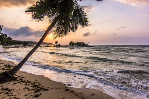 istock ocean seashore with palm at sunrise in Samui island 986542094
