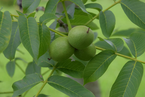 unreife juglans regia hängen an dem gemeinsamen walnussbaum im späten frühling - english walnut stock-fotos und bilder