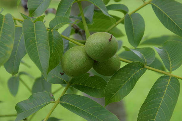 незрелые juglans regia висит на общем дереве грецкого ореха в конце весны - circassian стоковые фото и изображения