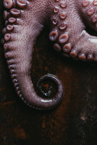 istock top view of uncooked octopus tentacles on rusty metal surface 986580114