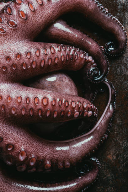 istock top view of big octopus tentacles on rusty metal surface 986580550