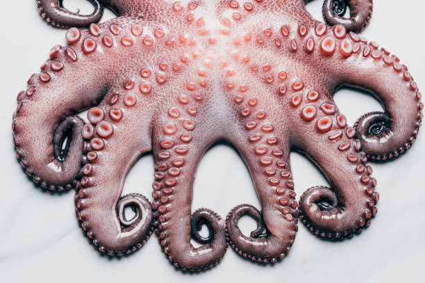 istock top view of big raw octopus on light marble surface 986582404