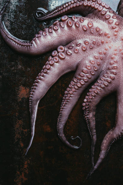 istock top view of big raw octopus tentacles on rusty metal surface 986583606