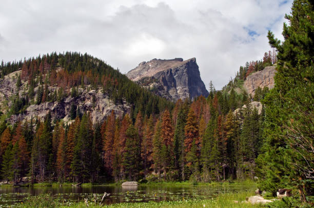 Hallett Peak from Nymph Lake High altitude lake in Rocky Mountain National Park lily lake rocky mountains colorado stock pictures, royalty-free photos & images