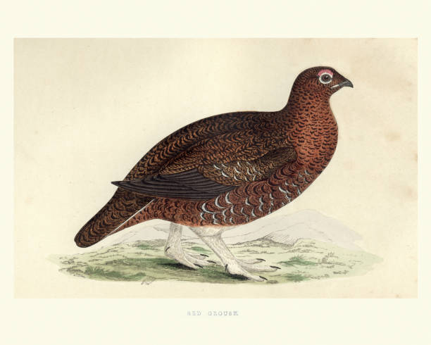 Natural history, red grouse, Lagopus lagopus scotica Vintage engraving of a red grouse, Lagopus lagopus scotica a medium-sized bird of the grouse family which is found in heather moorland in Great Britain and Ireland. from Francis Orpen Morris, A History of British Birds. grouse stock illustrations