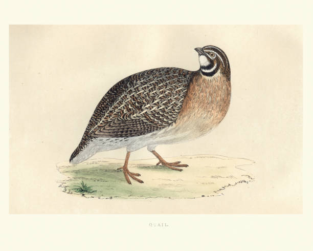 Natural history, Birds, common quail (Coturnix coturnix) Vintage engraving of a common quail (Coturnix coturnix) or European quail is a small ground-nesting game bird in the pheasant family Phasianidae. from Francis Orpen Morris, A History of British Birds. coturnix quail stock illustrations