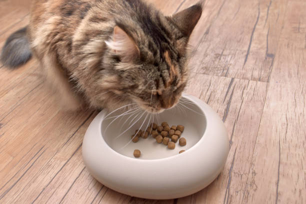 istock cat eats the food from the bowl 986595526