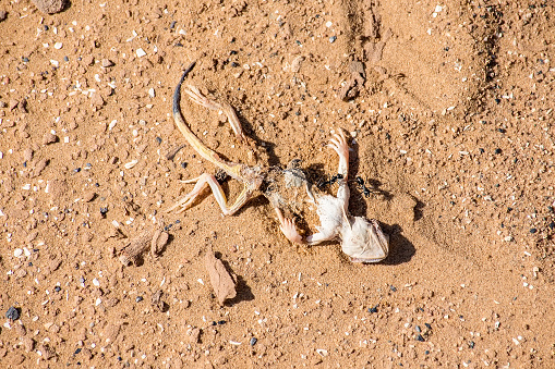 Close up remains of dead spotted toad-headed Agama or Phrynocephalus maculatus on sand in natural habitat