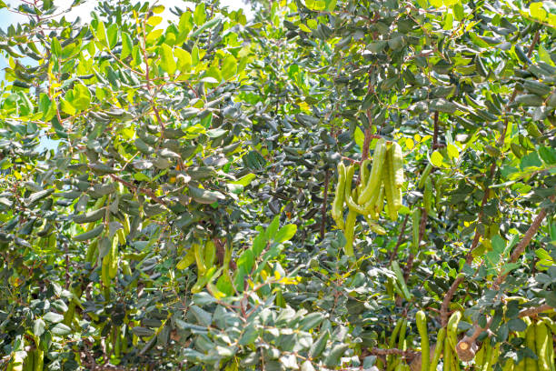 istock Green seed pods on the carob tree 986604520