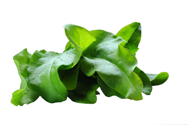 istock Beam of sorrel on a white background . Harvest. In isolation 986605102