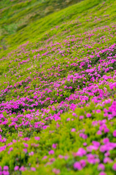 istock Flowering pink rhododendrons on green mountain slope 986613894