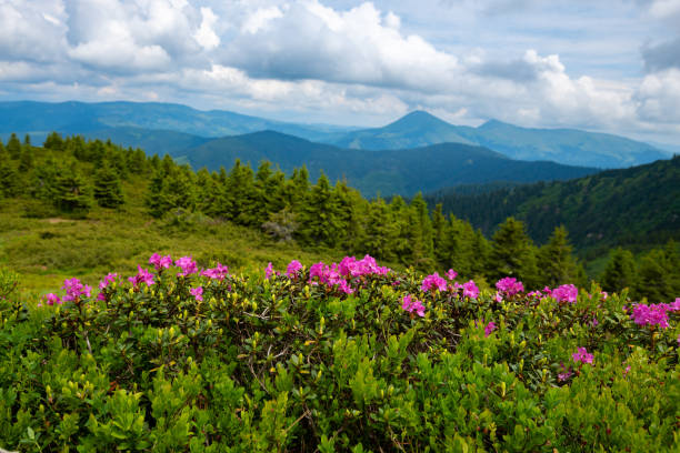 istock Flowering pink rhododendrons on green slopes 986613922