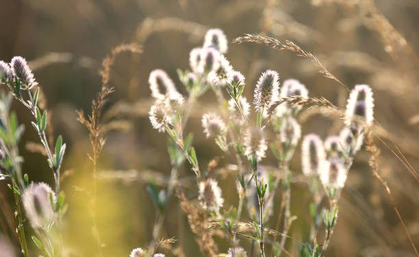 istock flower meadow soft photo 986614582