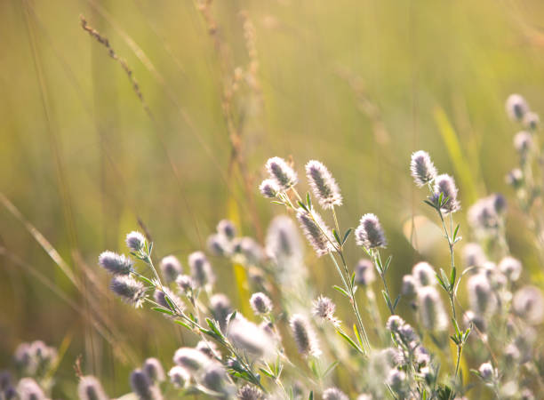 istock wild flowers on summer meadow 986614868