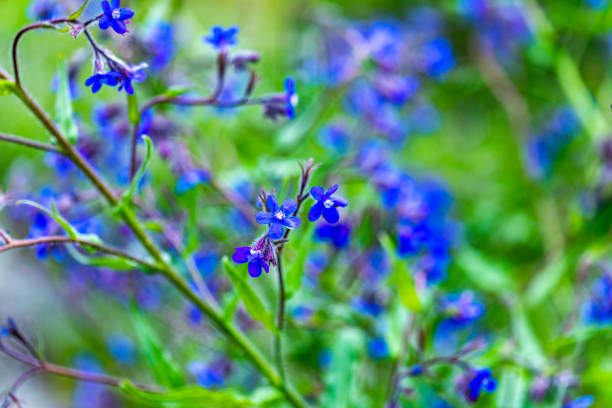 istock Italian bugloss flowers 986628854
