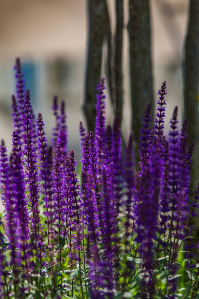 istock Lavender in the field 986628858