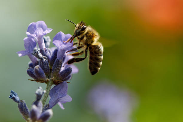 istock honey bee sitting on flower 986634562