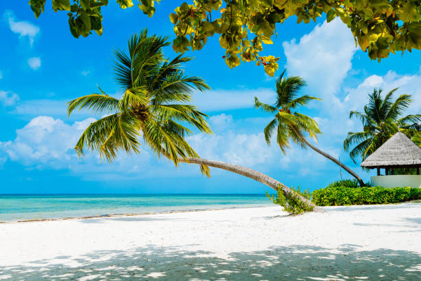 istock Palms at tropical paradise beach in Maldives, Herathera island 986635588