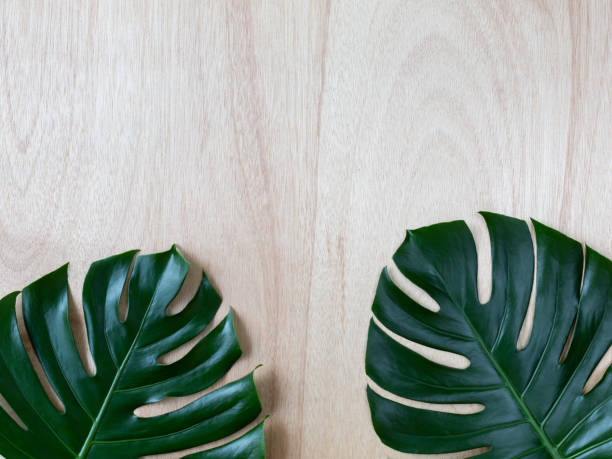 istock Two tropical monstera leaves on the wood background 986635690