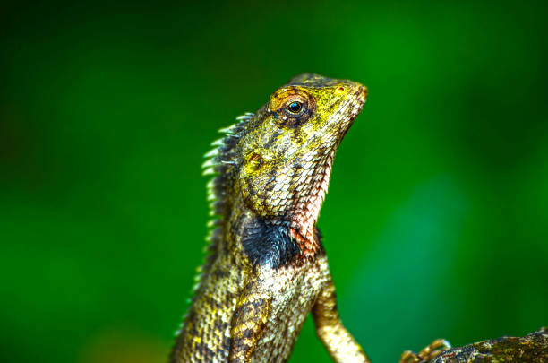istock Dragon close up head with green background India. 986641534