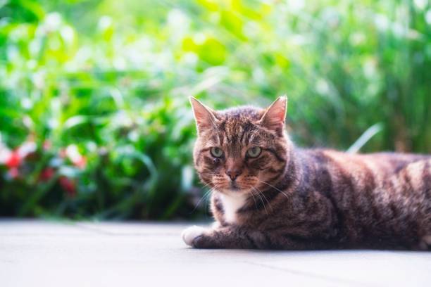 istock domestic cat in the garden 986642114