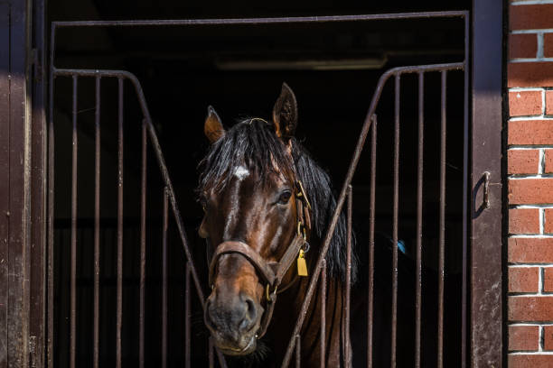 head shot of brown horse looking over the stable door - horse stall stable horse barn imagens e fotografias de stock