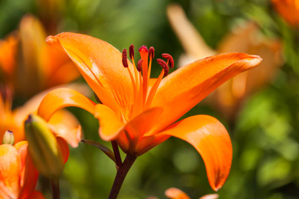 istock Asiatic lily 'Enchantment' 986650374