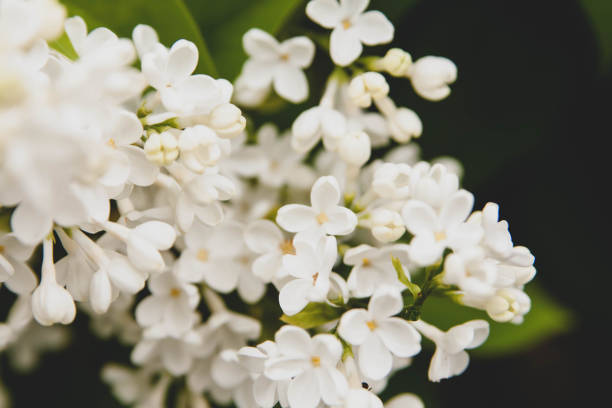 istock Floral summer background, soft focus. Blooming lilac. Blurred background. 986654900