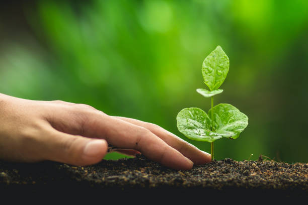 istock hand Planting tree Care Coffee tree In the natural background 986655630