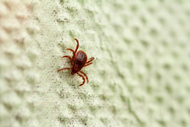 A dangerous parasite and infection carrier mite A true ixodid mite blood sucking parasite carrying the acarid disease sits on a On a green leaf of grass in the field on a hot summer day, hunting in anticipation of the victim deer tick arachnid photos stock pictures, royalty-free photos & images